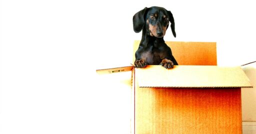 Die novadex GmbH zieht um nach Bietigheim-Bissingen